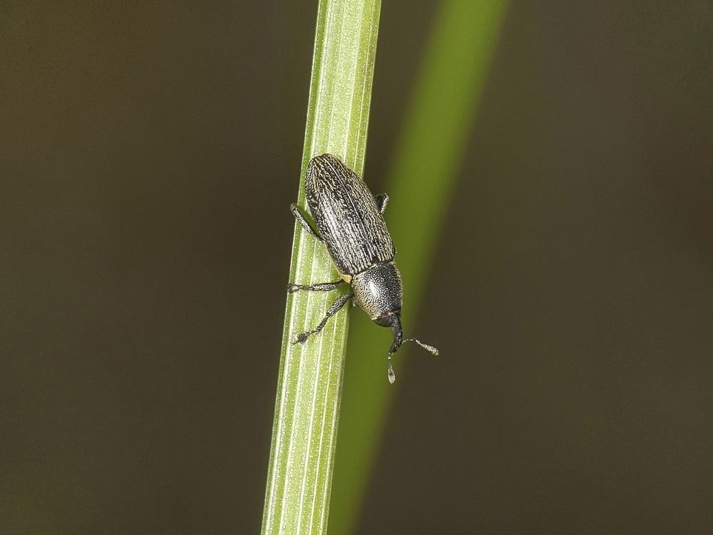 Limnobaris dolorosa (Curculionidae)